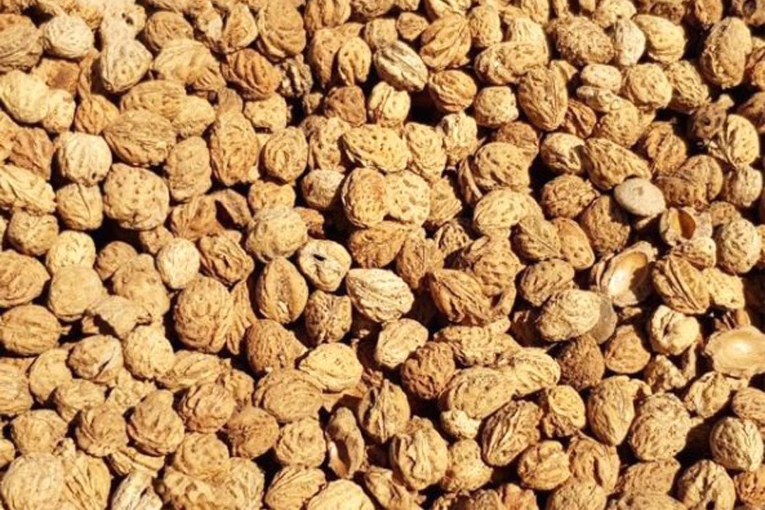 Hueso de melocotón para biomasa agrícola
