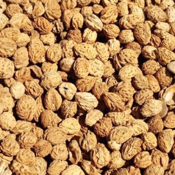 Hueso de melocotón para biomasa agrícola