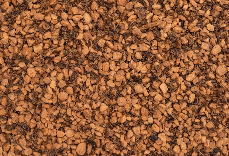 Hueso de aceituna de campaña