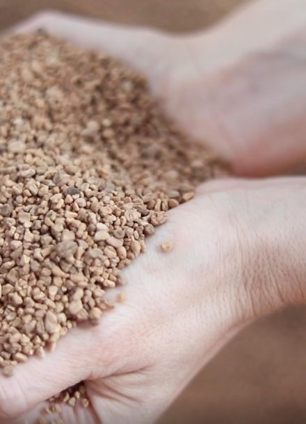 para qué sirve el hueso de aceituna