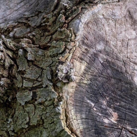 pellet o leña de olivo