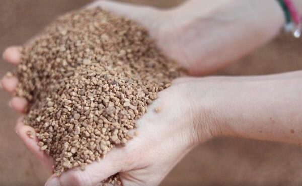 hueso de aceituna a granel