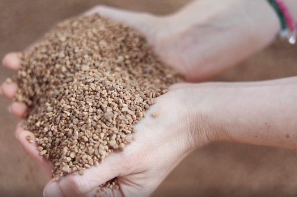 hueso de aceituna a granel