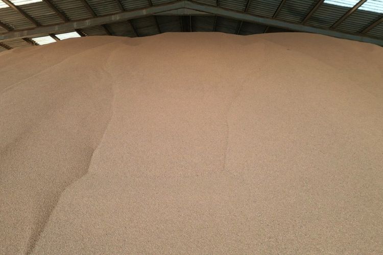 Produzione nocciolo di oliva Garzón Green Energy